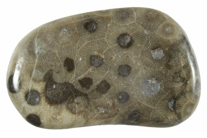Polished Petoskey Stone (Fossil Coral) - Michigan #348577
